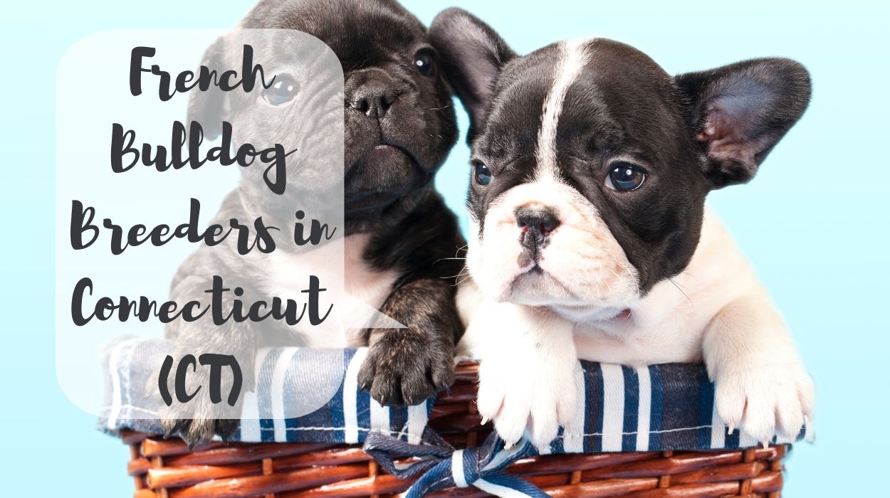 French Bulldog Breeders in Connecticut (CT)