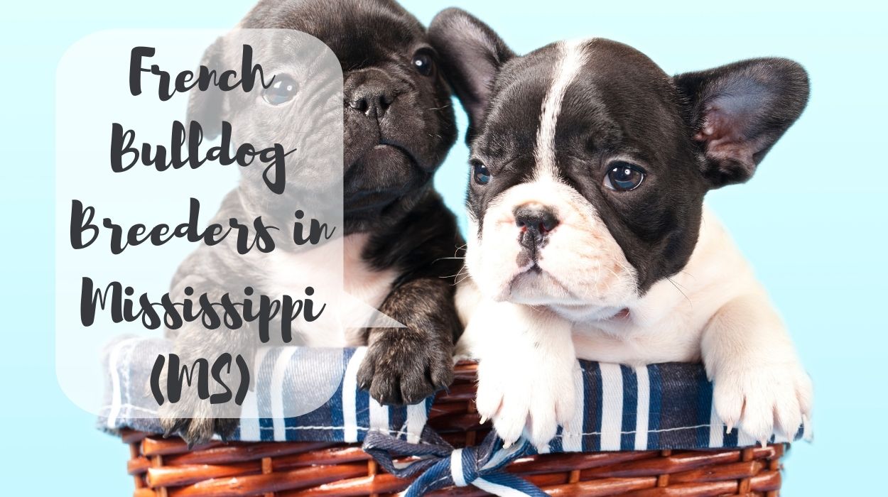 French Bulldog Breeders in Mississippi (MS)