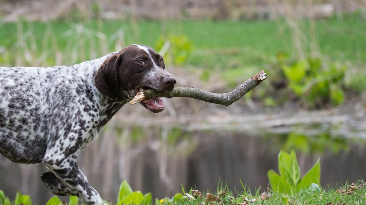 German Shorthaired Pointer Breeders in Colorado (CO)