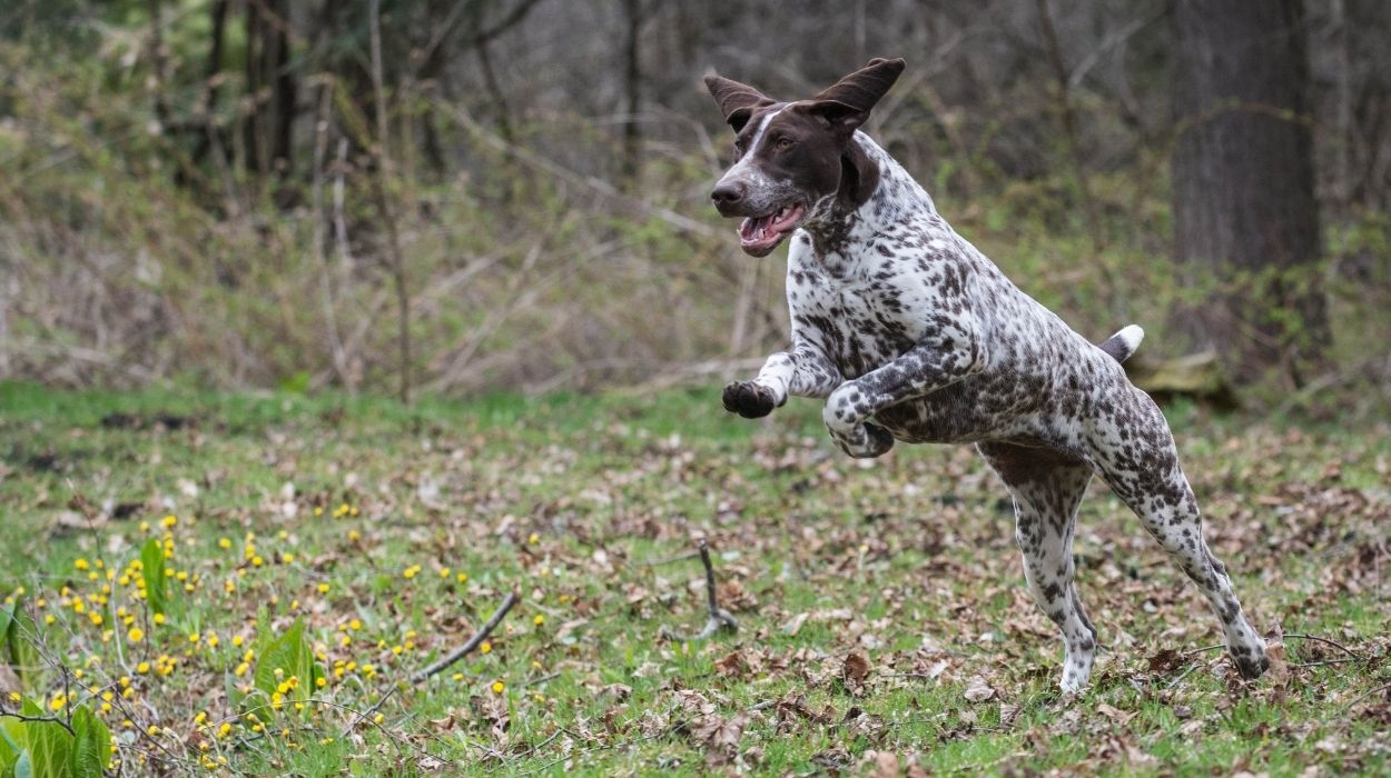 German Shorthaired Pointer Breeders in Connecticut (CT)