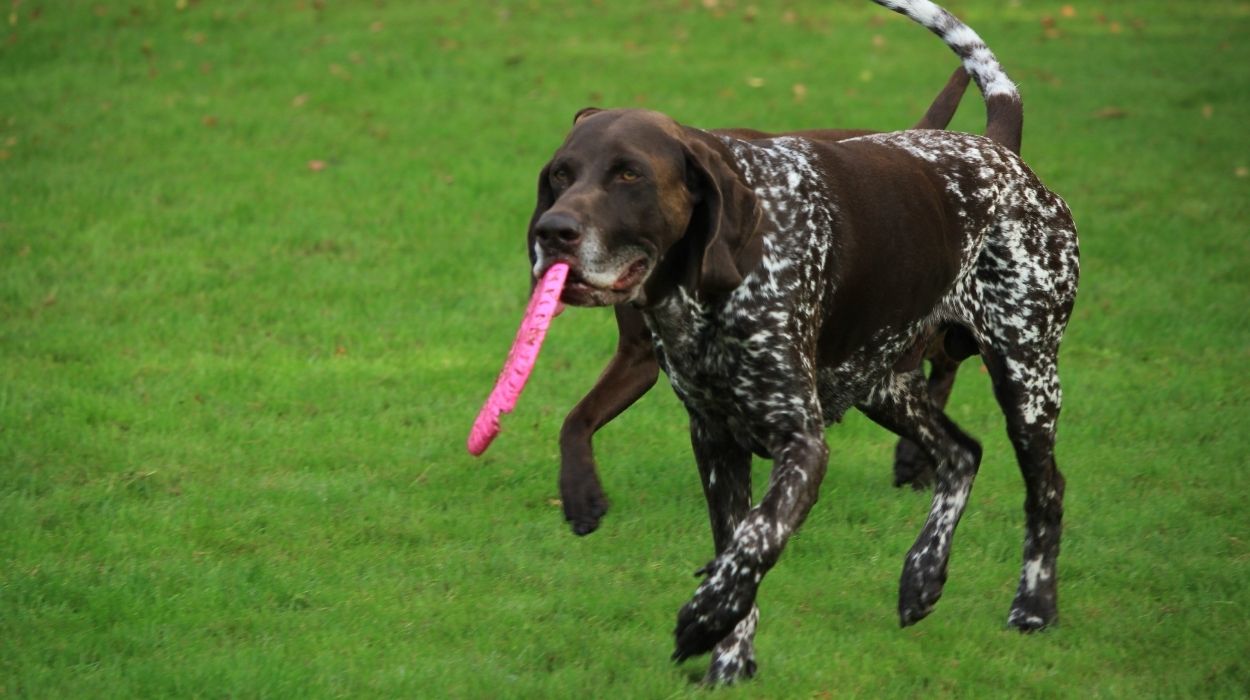 German Shorthaired Pointer Breeders in Maine (ME)