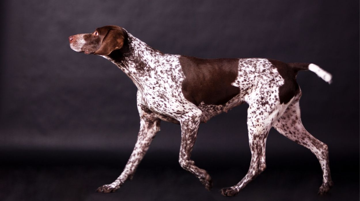 German Shorthaired Pointer Breeders in New Mexico (NM)