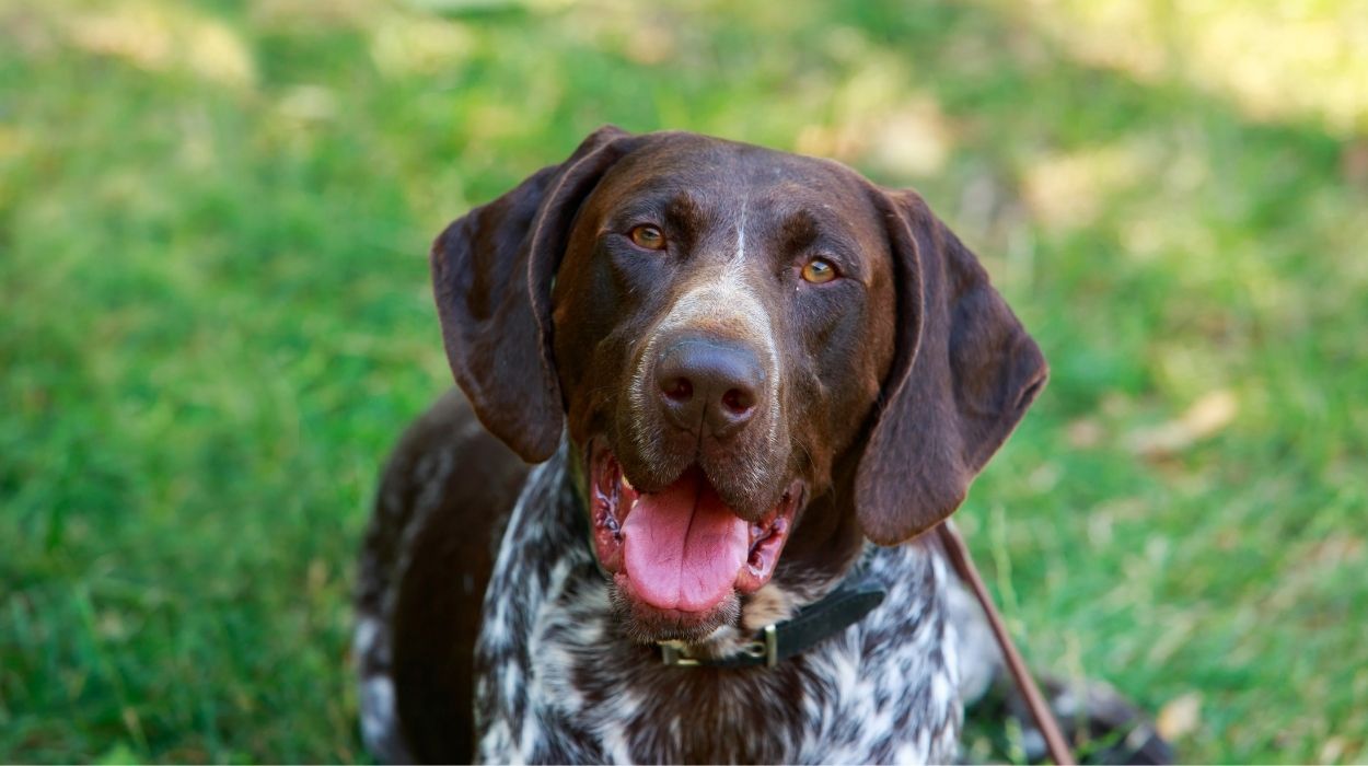 German Shorthaired Pointer Breeders in New York (NY)