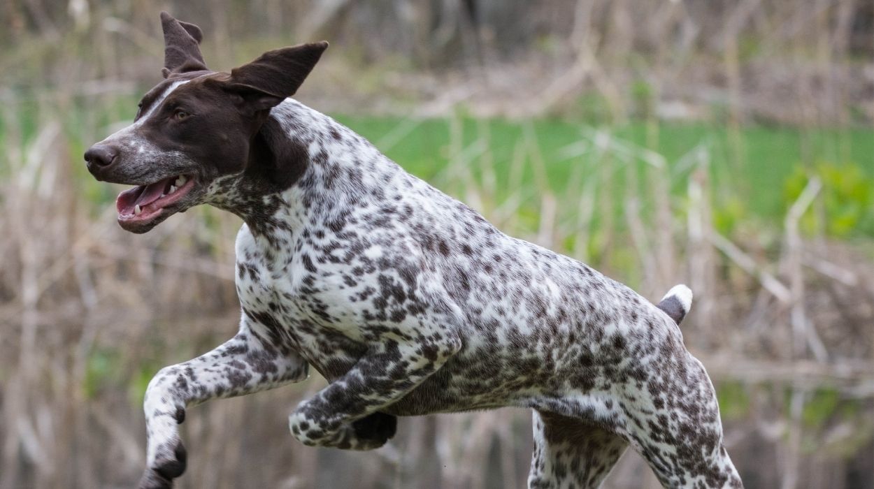 German Shorthaired Pointer Breeders in Tennessee (TN)