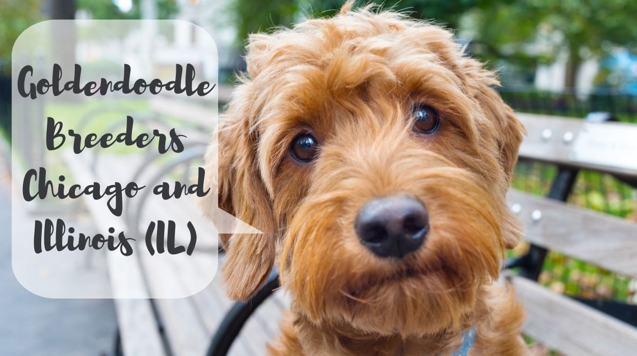 Goldendoodle-Breeders-Chicago-and-Illinois-IL