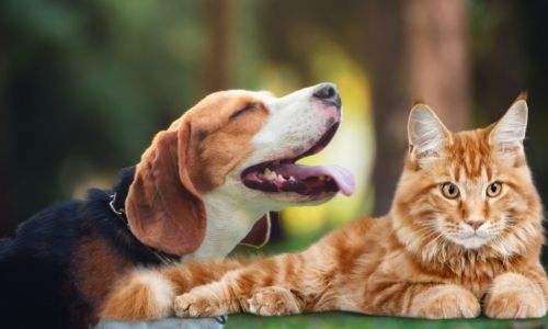 Guide for raising your Beagle and Cat together