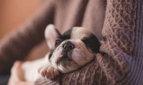 Why do newborn puppies sleep so much?