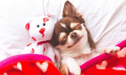 How Long Do Dogs Sleep Each Day?