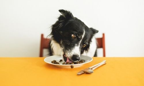 How do you treat chocolate poisoning in dogs?