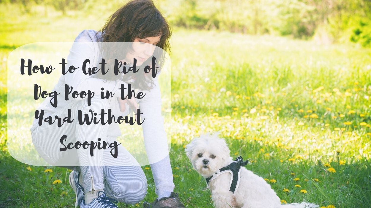 How to Get Rid of Dog Poop in the Yard Without Scooping