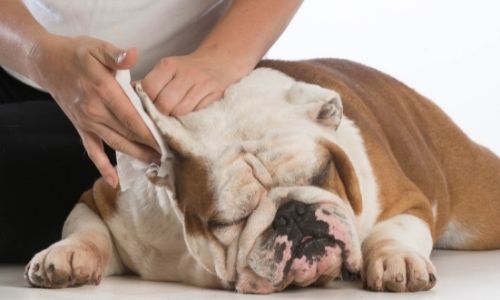 How to check your dog's temperature in 5 easy steps: