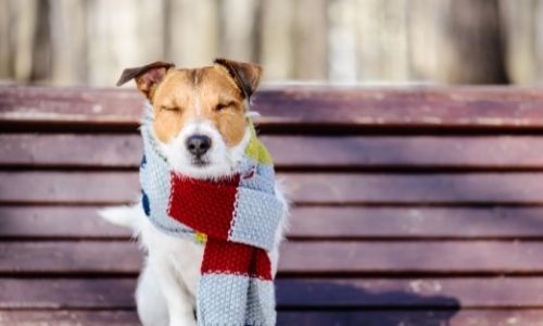 How to keep dog water from freezing with electricity?