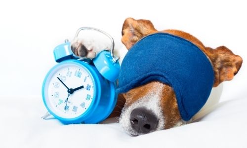 How to know your puppy is sleeping excessively or not?