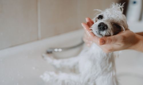 How to take care of your spayed or neutered dog while bathing?
