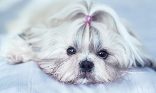 How to tell your ShihTzu is pregnant?