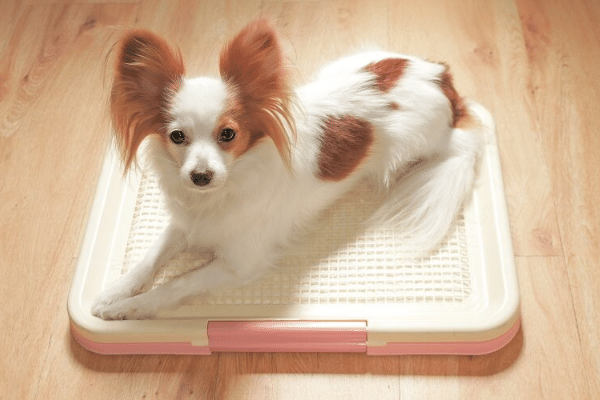 How to train your puppy to use the litter box?