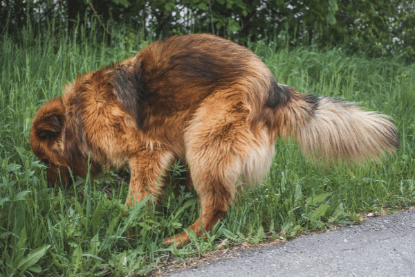 Is Your Dog Pooping At Night Here's How To Deal With It.