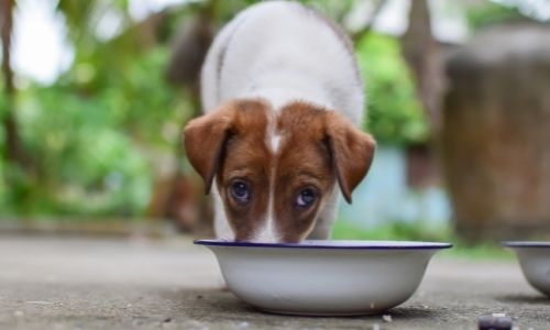 Is chocolate milk suitable for all dogs?