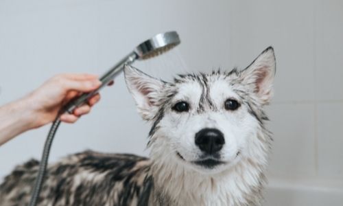 Is it safe to bathe your dog after spaying or neutering? When should you clean them?