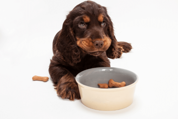 Is it safe to give your pup biscuits