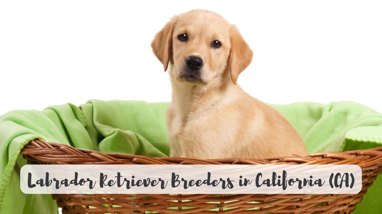 Labrador Retriever Breeders in California (CA)