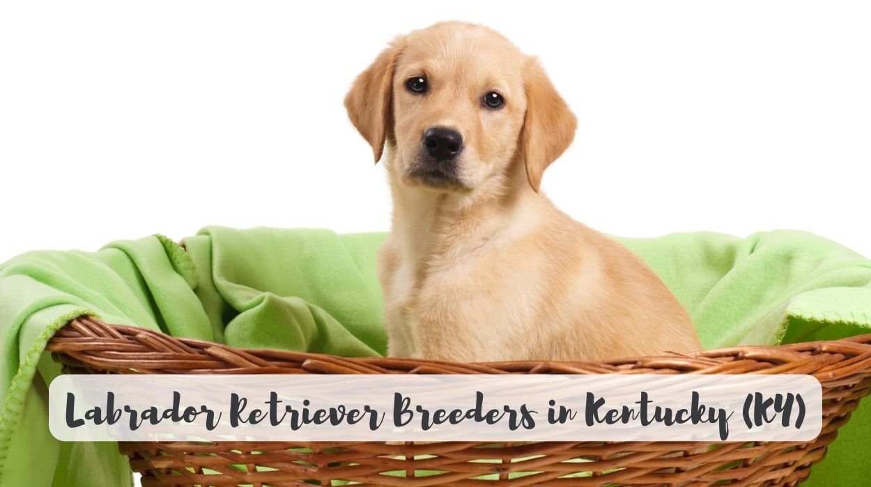 Labrador Retriever Breeders in Kentucky (KY)