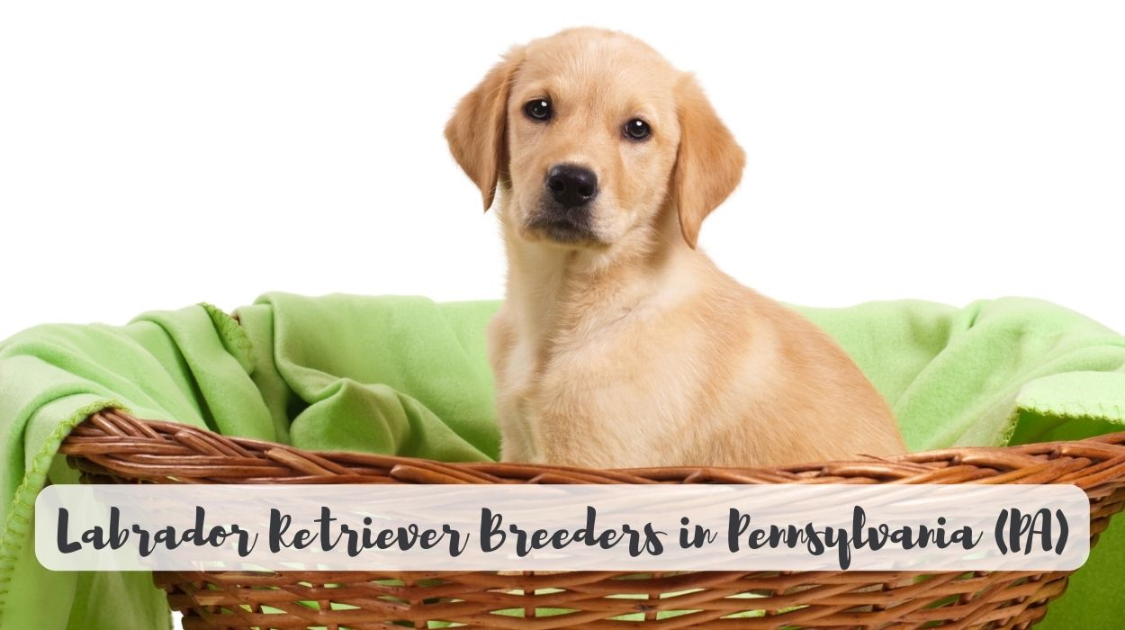 Labrador Retriever Breeders in Pennsylvania (PA)