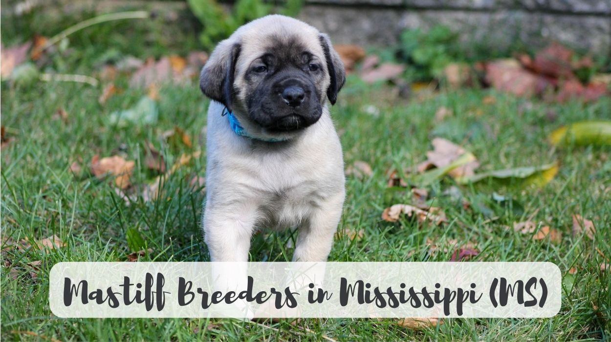 Mastiff Breeders in Mississippi (MS)