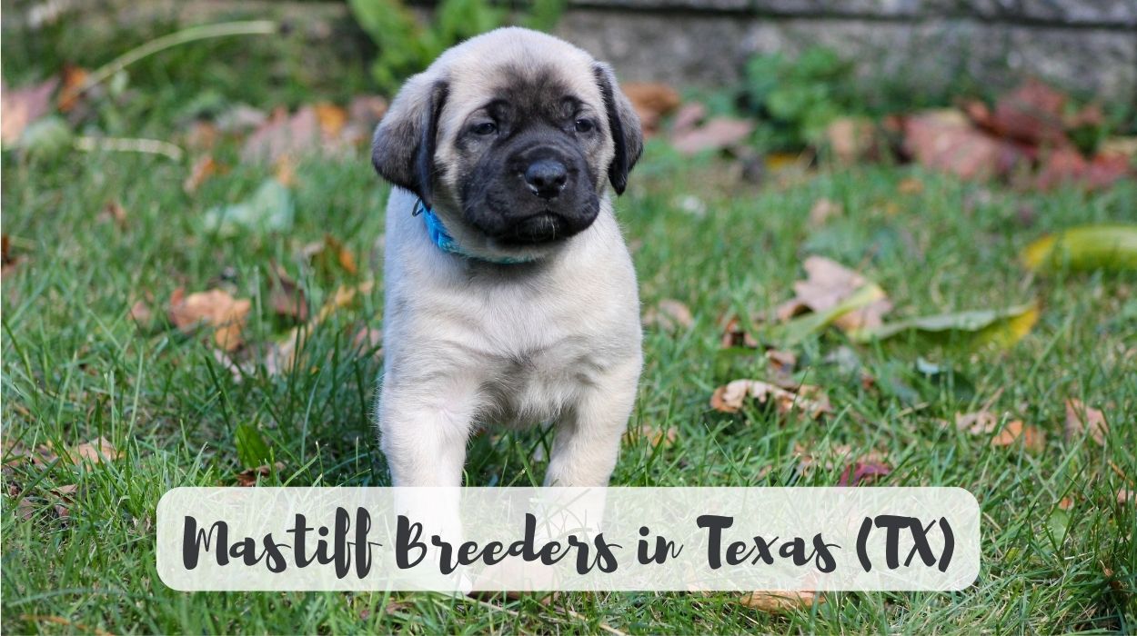 Mastiff Breeders in Texas (TX)