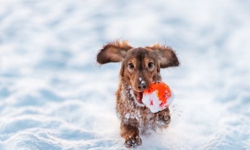 Methods to keep your dog's bowl ice-free without electricity