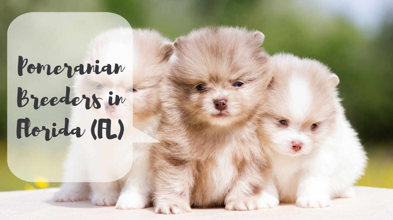 Pomeranian Breeders in Florida (FL)