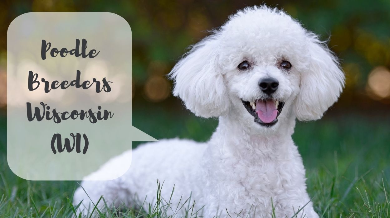 Poodle Breeders Wisconsin (WI)