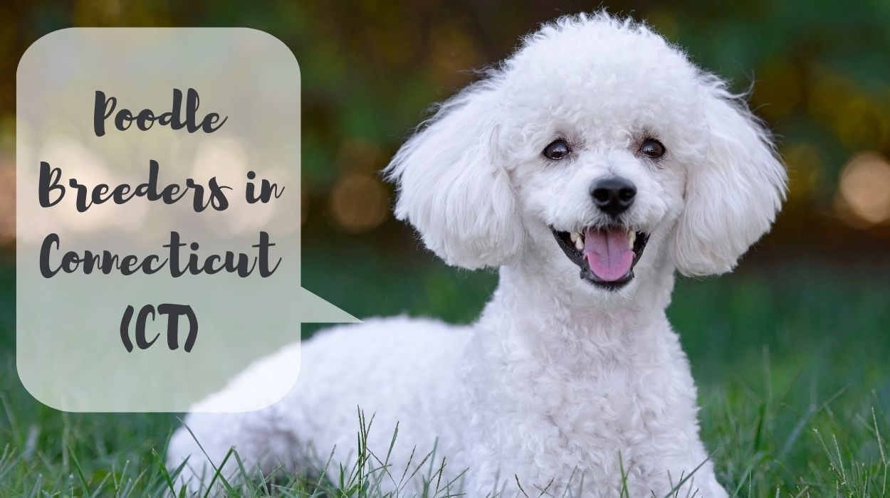 Poodle Breeders in Connecticut (CT)