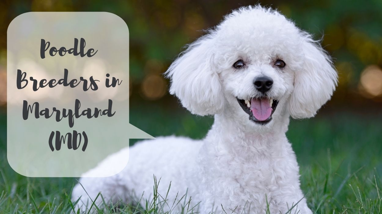 Poodle Breeders in Maryland (MD)