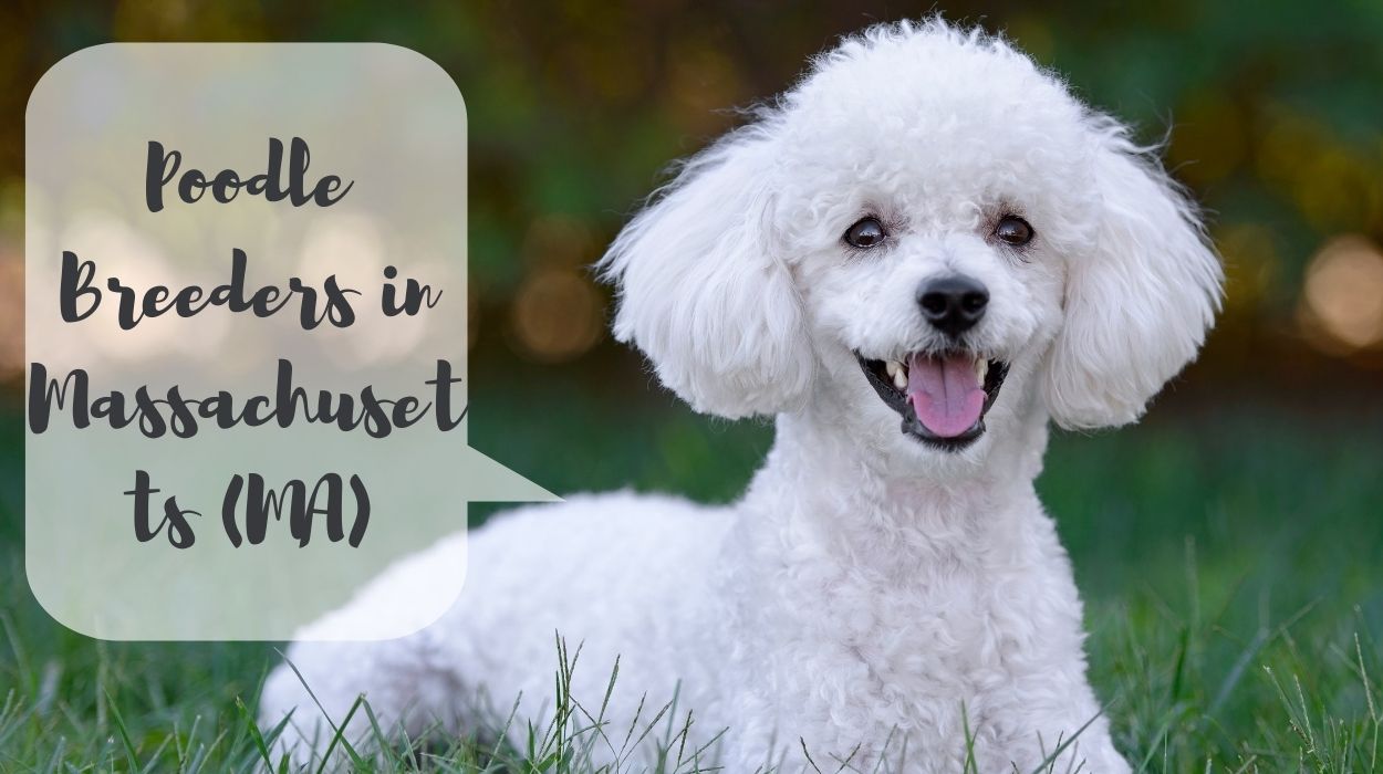 Poodle Breeders in Massachusetts (MA)
