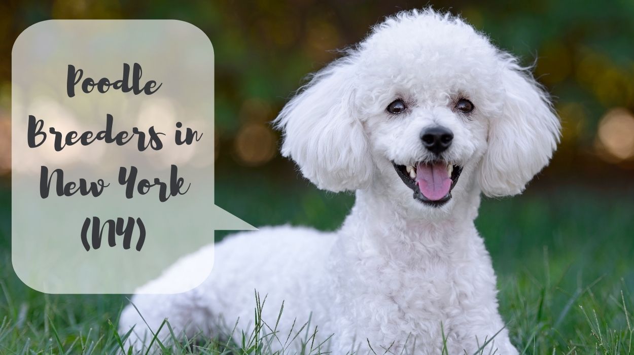 Poodle Breeders in New York (NY)