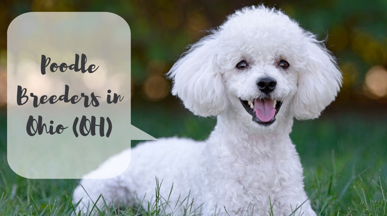 Poodle Breeders in Ohio (OH)