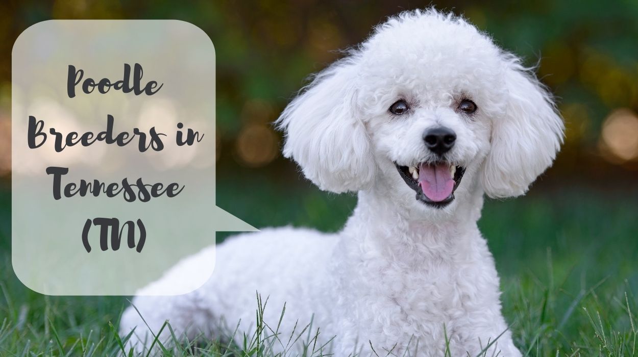 Poodle Breeders in Tennessee (TN)