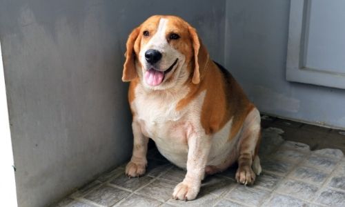 Pregnant Beagle