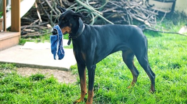 Reasons Why Dogs Lick Underwear