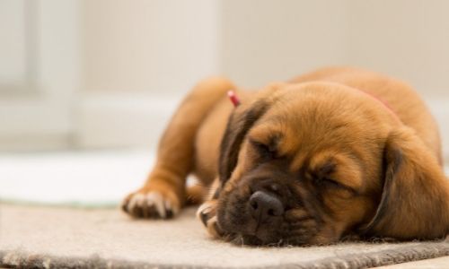 Reasons why your dog sleeps more than usual 