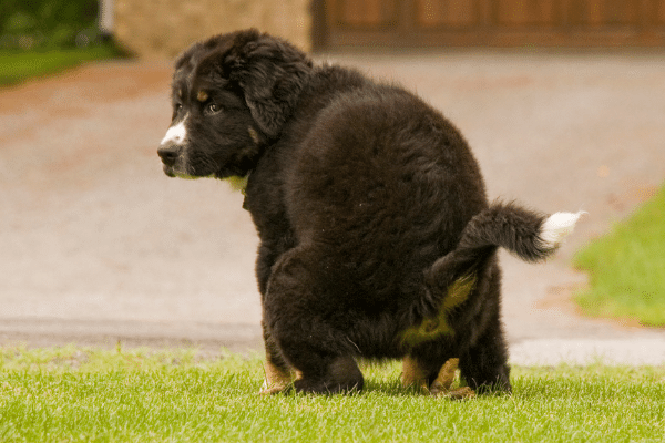 Reasons why your puppy's poop may be soft