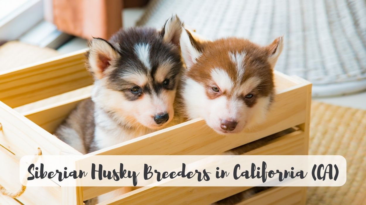 Siberian Husky Breeders in California (CA)