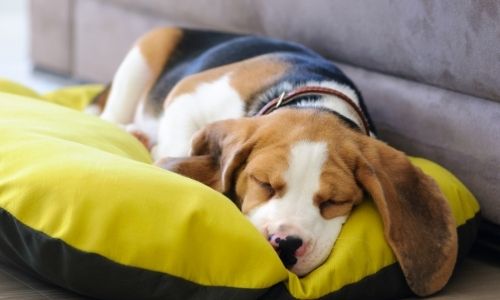 Symptoms of fast breathing in dogs