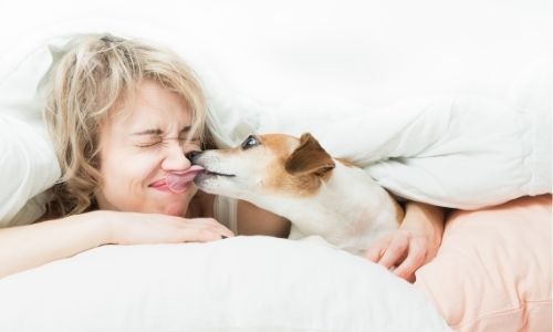 The reasons why your dog nibbles your nose