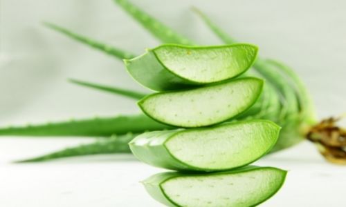 The suitable amount of aloe vera for your dog and how to use it?