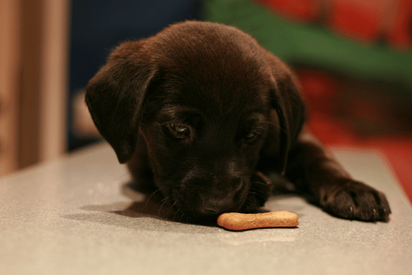 Types of biscuits you can feed your dog.