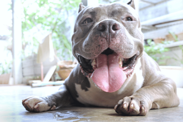 Types of pit bulls and their physical characteristics