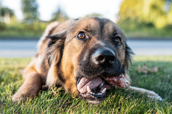 What Are The Risks Of Feeding Cartilage To Dogs