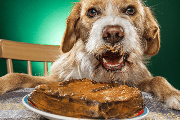 What Are The Risks Of Feeding Pound Cake To Your Dog
